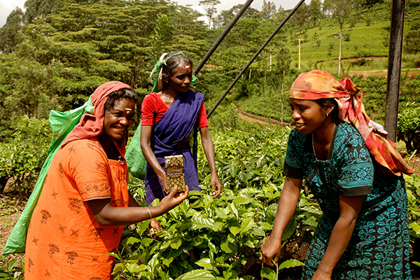 Sri Lankan women in field